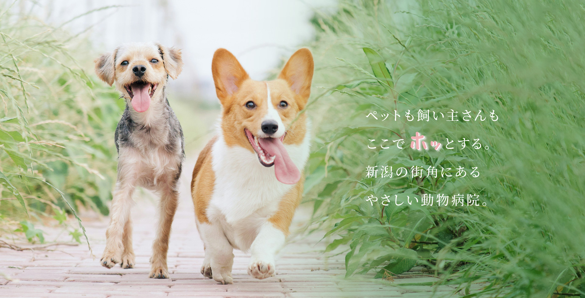 「空港通りの動物病院」はペットも飼い主さんもホッとできる、新潟の街角にある優しい動物病院です。